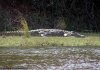 Crocodile in Zambezi River
