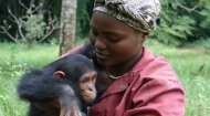 Volunteer Cameroon: Sanaga-Yong Chimpanzee Rescue