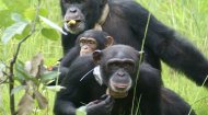 Volunteer Work Guinea: Project Primates