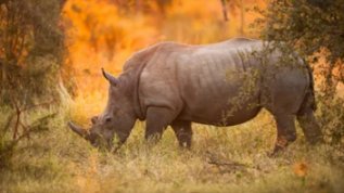 About the African Rhino