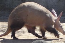 Aardvark