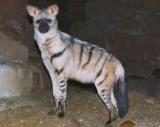 Aardwolf