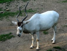 Addax