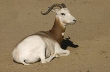 Addra Gazelle