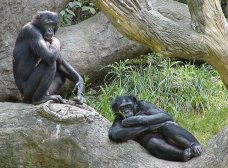 Bonobo: This file is licensed under the Creative Commons Attribution-Share Alike 3.0 Unported license