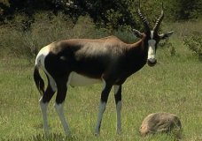 Bontebok