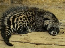 African Civet