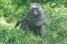 Baboon