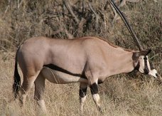 Beisa Oryx: This file is licensed under the Creative Commons Attribution-Share Alike 3.0 Unported license