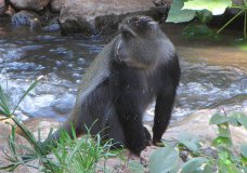 Blue Monkey: This file is licensed under the Creative Commons Attribution-Share Alike 3.0 Unported license