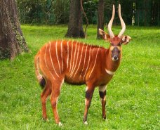Bongo Antelope