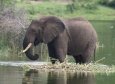 African Bush Elephant