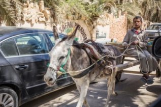Volunteer Work Projects in Egypt