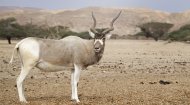 Addax
