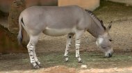 African Wild Ass