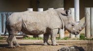 Northern White Rhino