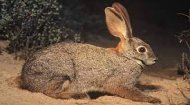 Riverine Rabbits