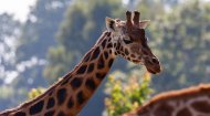 Rothschild Giraffe