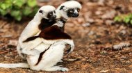 Verreaux's Sifaka