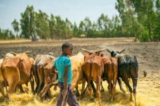 Ethiopian Boys Herding