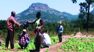 Volunteer Work Guinea: Winrock International