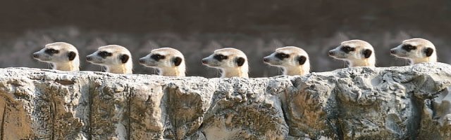 Adopt a Meerkat