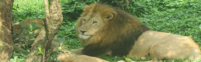 Adopt a Lion