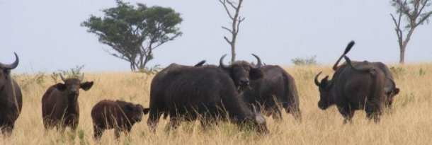 Africa Animals