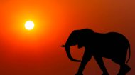 African Animals