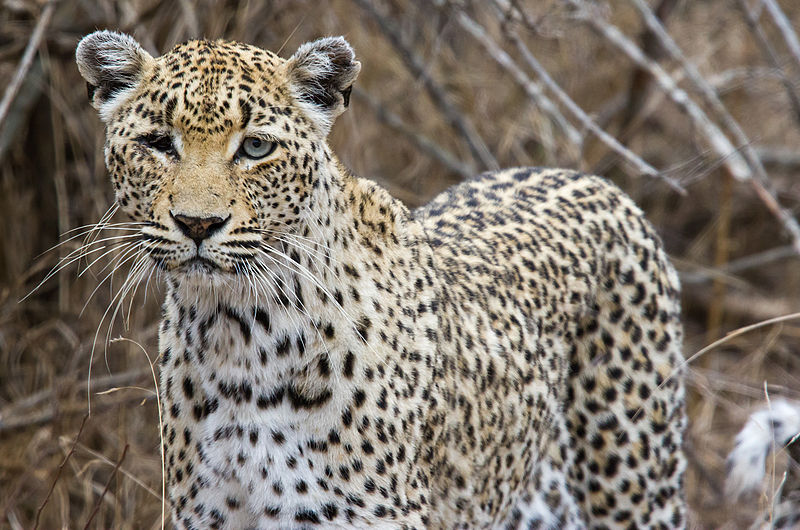 About the African Leopard: This file is licensed under the Creative Commons Attribution-Share Alike 3.0 Unported license