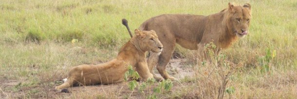 African Lion
