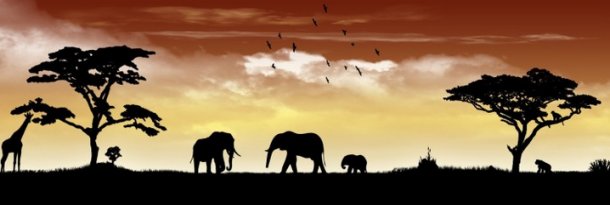 Africa Safari