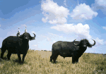 African Buffalo