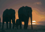African Elephant