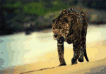 African Leopard