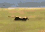 African Lion