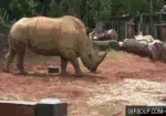 African Rhino