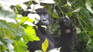 Gorilla Webcam