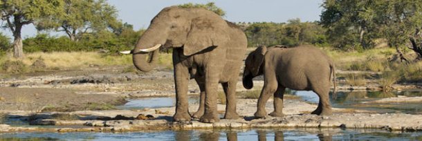 African Elephant