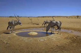 Namibia Desert Webcam