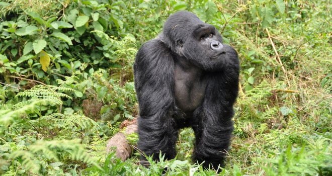 Rwanda Gorilla