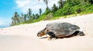 Volunteer Work Seychelles: Wildlife Act